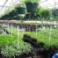 Hudson's Bay, greenhouse, plant sales