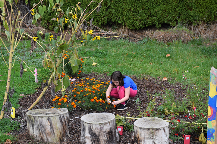 A student tends the Hough butterfly garden